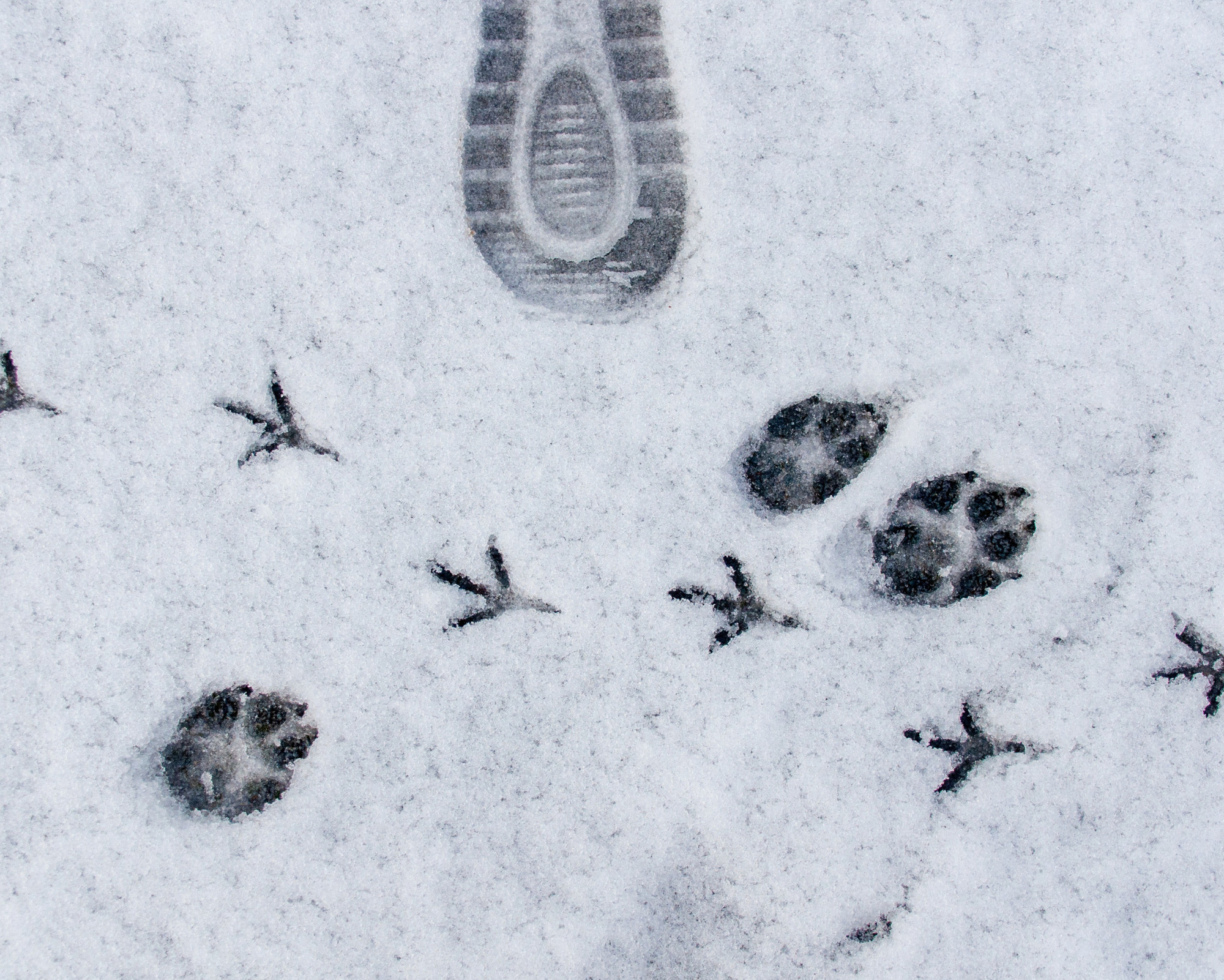 Visual metaphor for power animal vs spirit animal, showing human footprints alongside bird and paw prints in snow, symbolizing guidance, unity, and the path shared with spiritual allies.