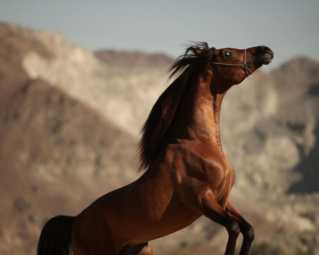 Power Animal VS Spirit Animal: Understanding Their Sacred Difference Majestic brown horse rearing in the desert mountains, symbolizing strength, freedom, and vitality — a vivid representation of the power animal vs spirit animal connection through raw natural energy and inner awakening.