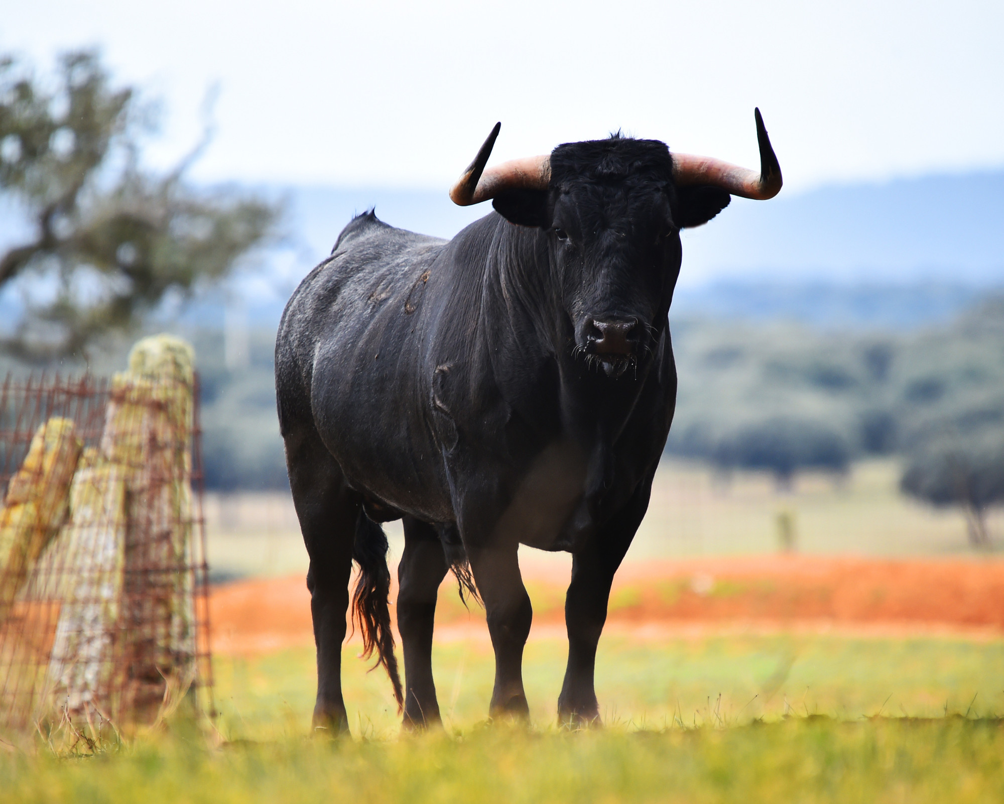 Bull Spirit Animal embodied by a solitary bull in nature, symbolizing grounded presence, territory, and quiet authority.
