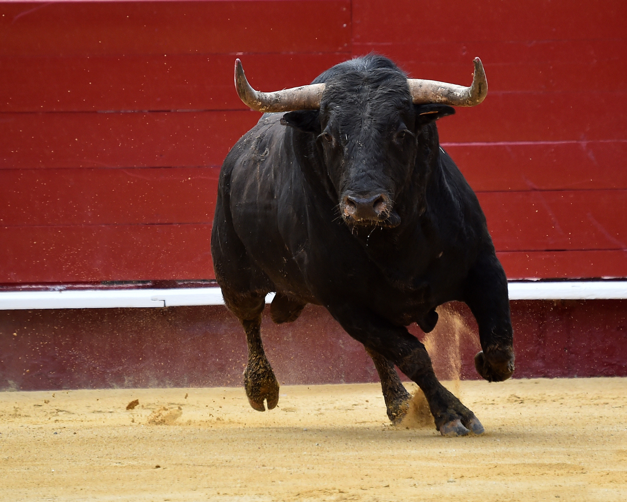 Bull Spirit Animal captured in motion as a charging bull, symbolizing raw power, confrontation, and untamed life force.