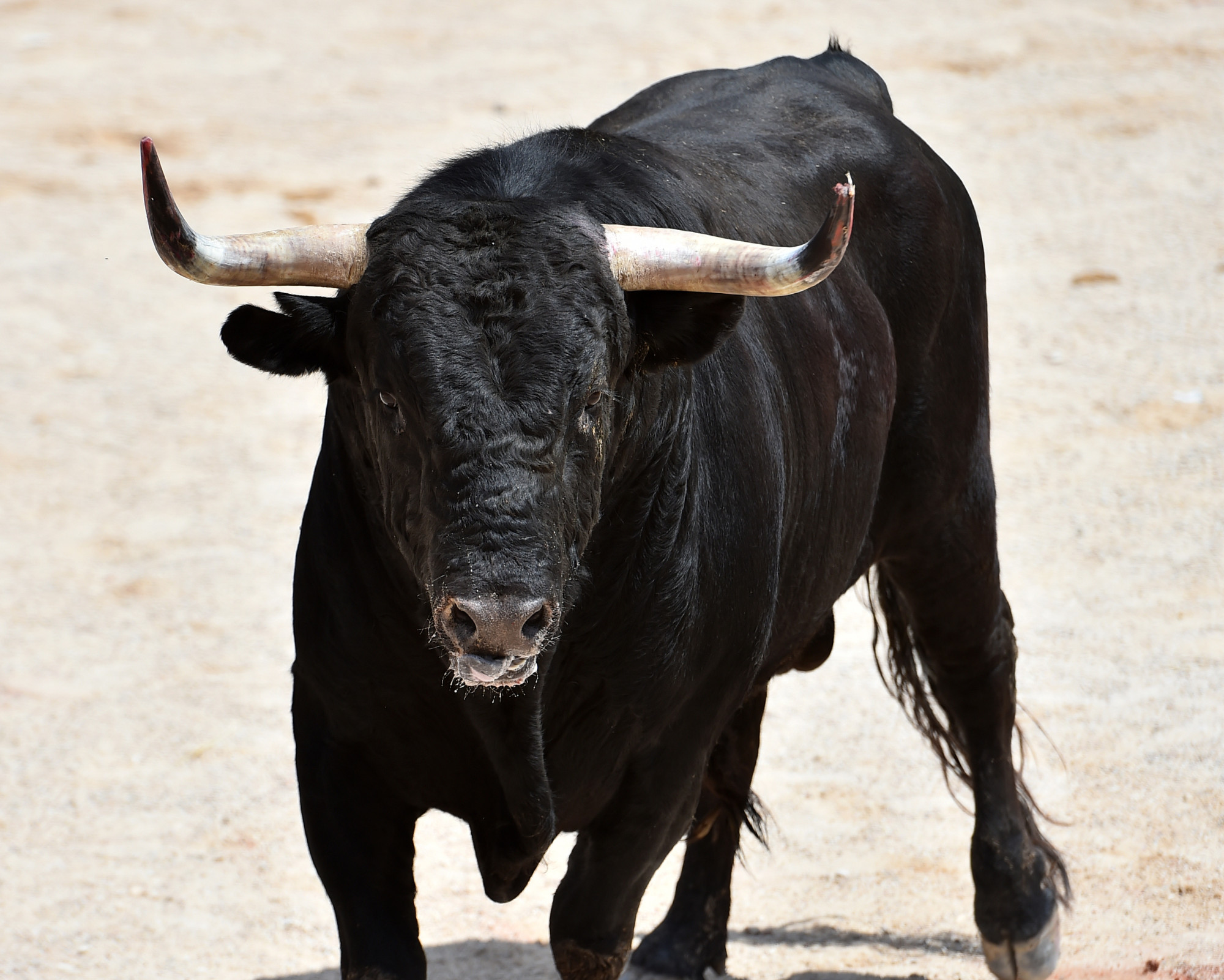 Bull Spirit Animal energy shown in a bull walking forward, representing courage, confidence, and facing life head-on.