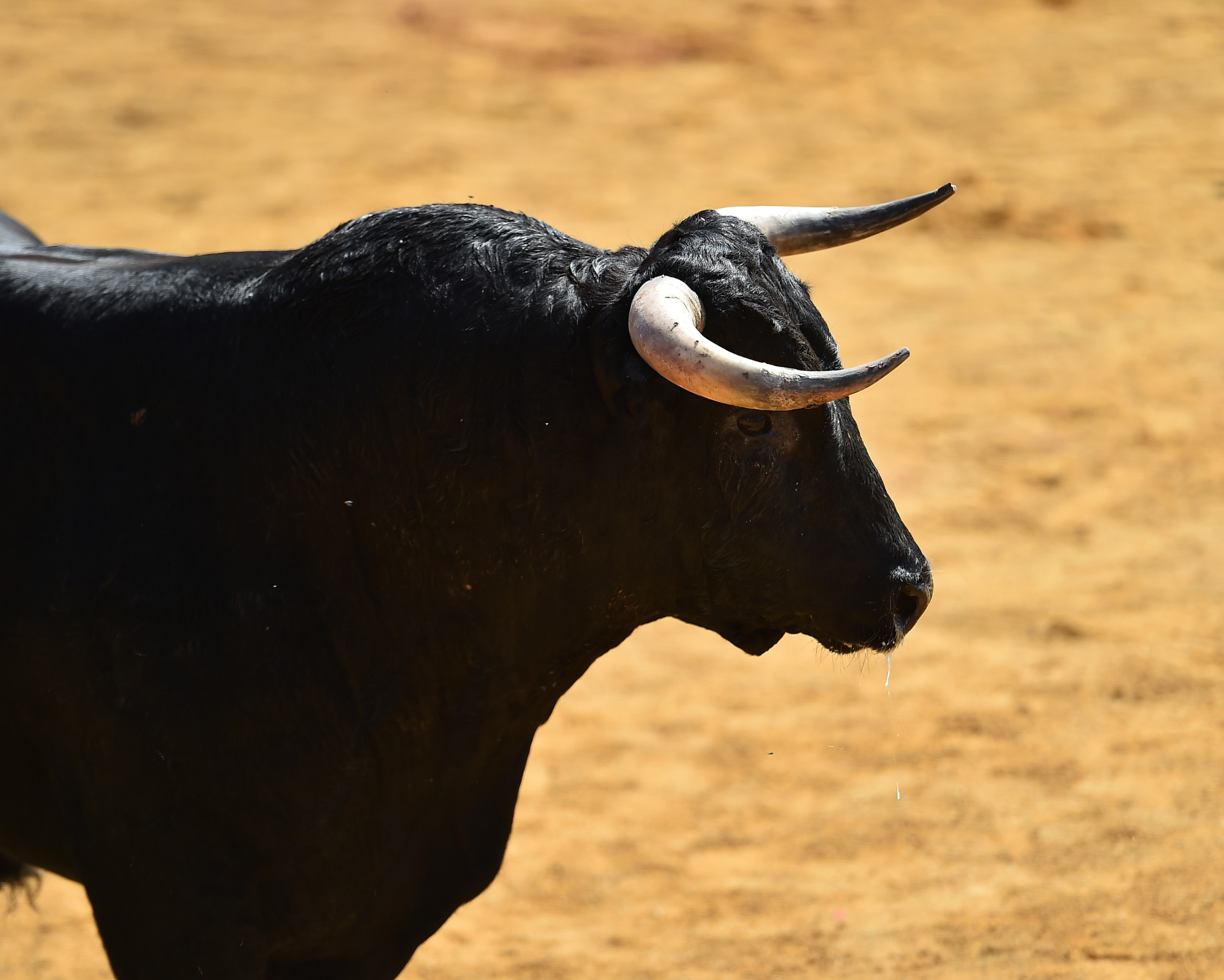 Bull Spirit Animal symbolized by a powerful black bull standing calmly, representing grounded strength, protection, and inner stability.