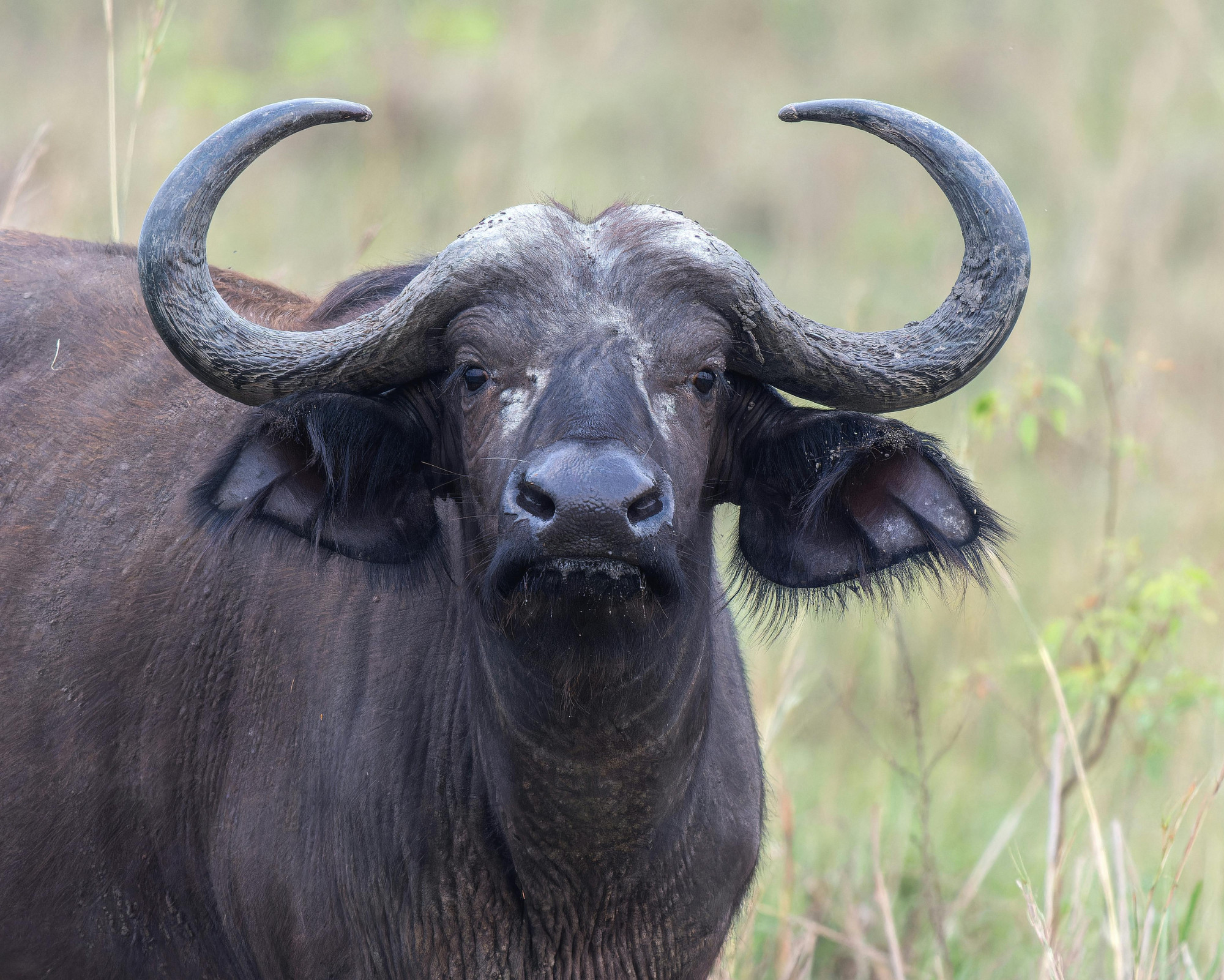 Buffalo Spirit Animal: All the Secrets You Need to Know! Front-facing buffalo with curved horns, embodying the Buffalo Spirit Animal as a guardian of stability and grounded courage.