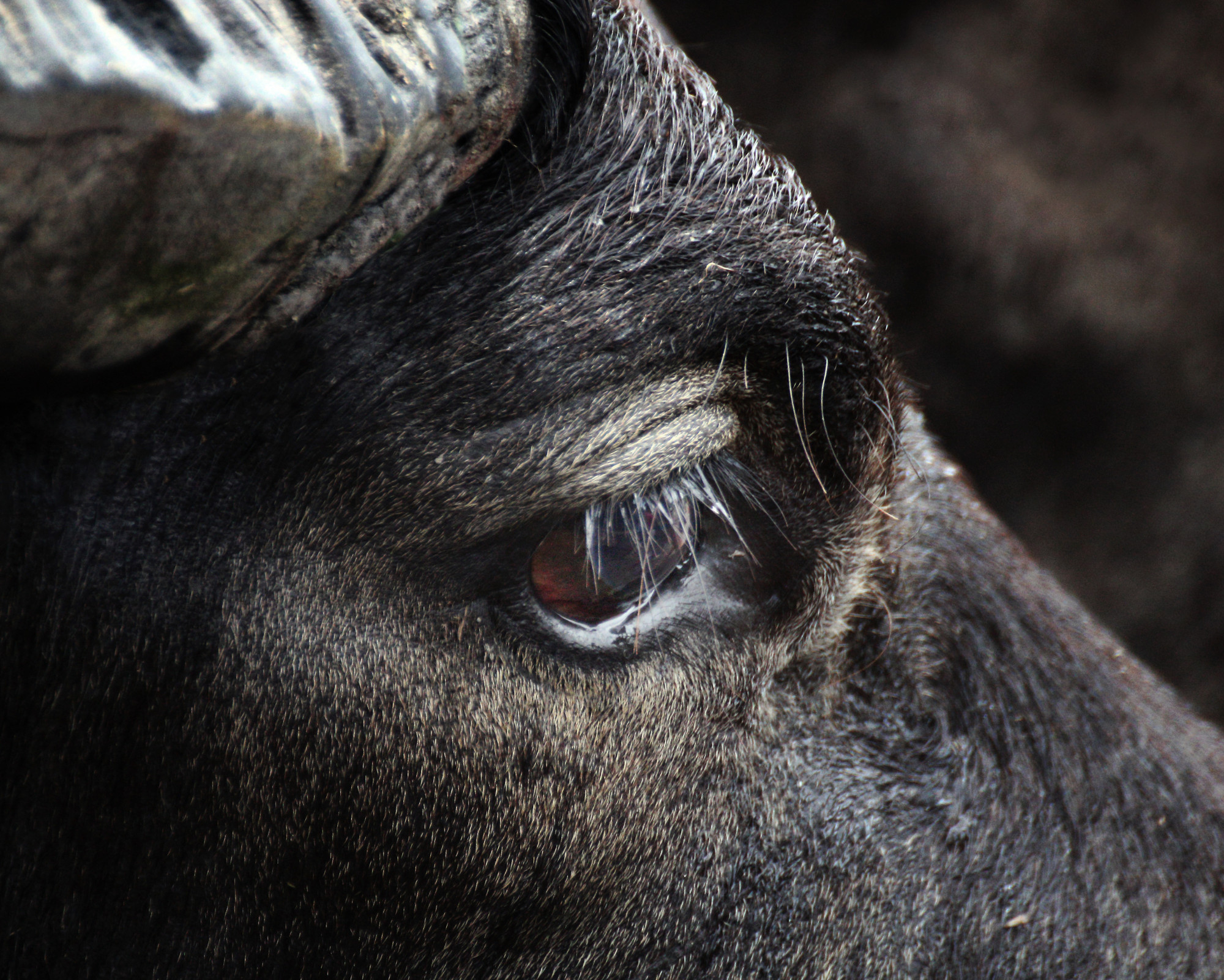 Buffalo Spirit Animal: All the Secrets You Need to Know! Detailed close-up of a buffalo’s eye, capturing the Buffalo Spirit Animal symbolism of awareness, wisdom, and inner strength.
