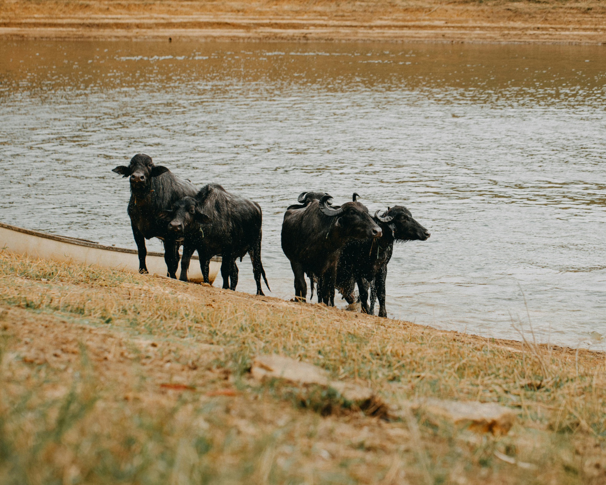 Buffalo Spirit Animal symbolized by a small herd standing near water, representing community, protection, and grounded strength.