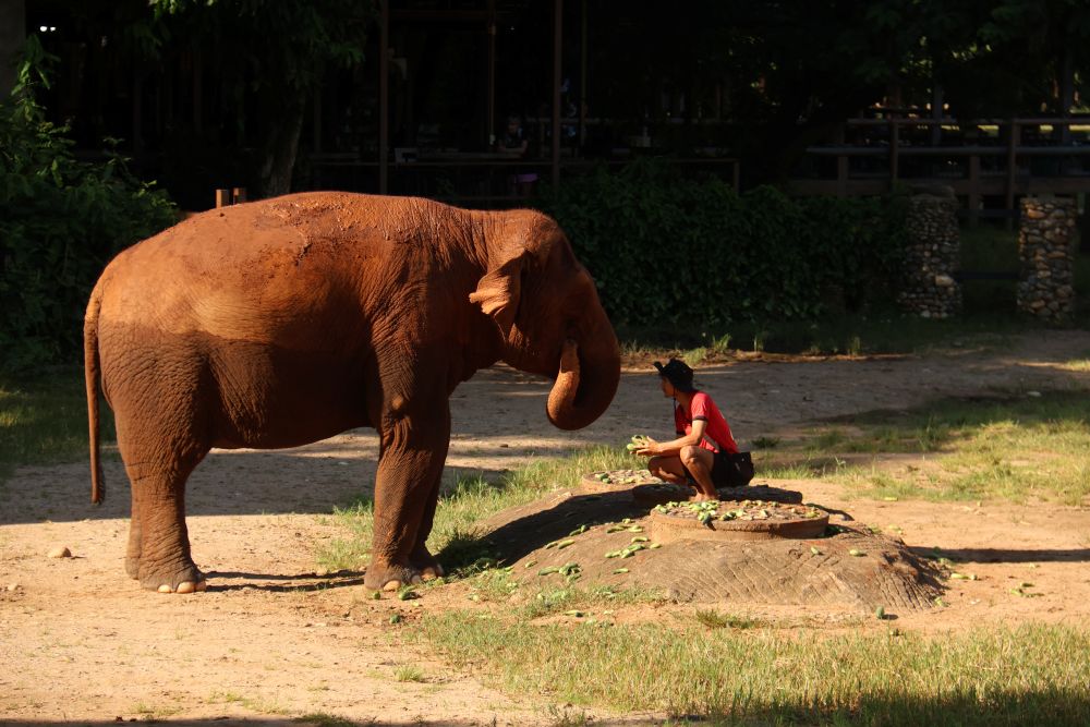 Elephant Nature Park: A Healing Place for Elephants and Humans Elephant interacting with a caretaker during feeding time at Elephant Nature Park sanctuary.