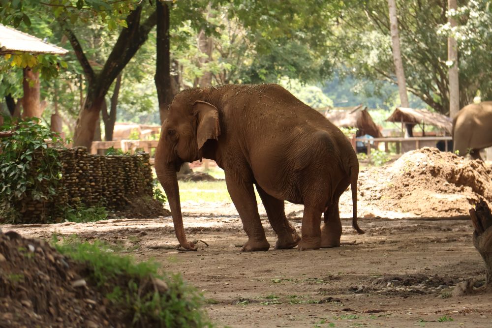 Elephant Nature Park: A Healing Place for Elephants and Humans Rescued elephant walking through the sanctuary grounds at Elephant Nature Park in Chiang Mai.