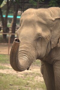 Elephant Nature Park: A Healing Place for Elephants and Humans Friendly elephant raising its trunk toward visitors at Elephant Nature Park rescue center.