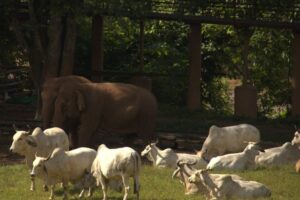 Elephant Nature Park: A Healing Place for Elephants and Humans Elephants and rescued cows peacefully resting together at Elephant Nature Park sanctuary.
