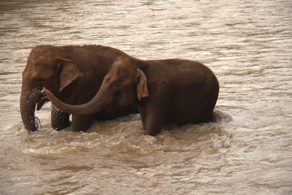 Elephant Nature Park: A Healing Place for Elephants and Humans Two elephants bathing and playing in the river at Elephant Nature Park in northern Thailand.