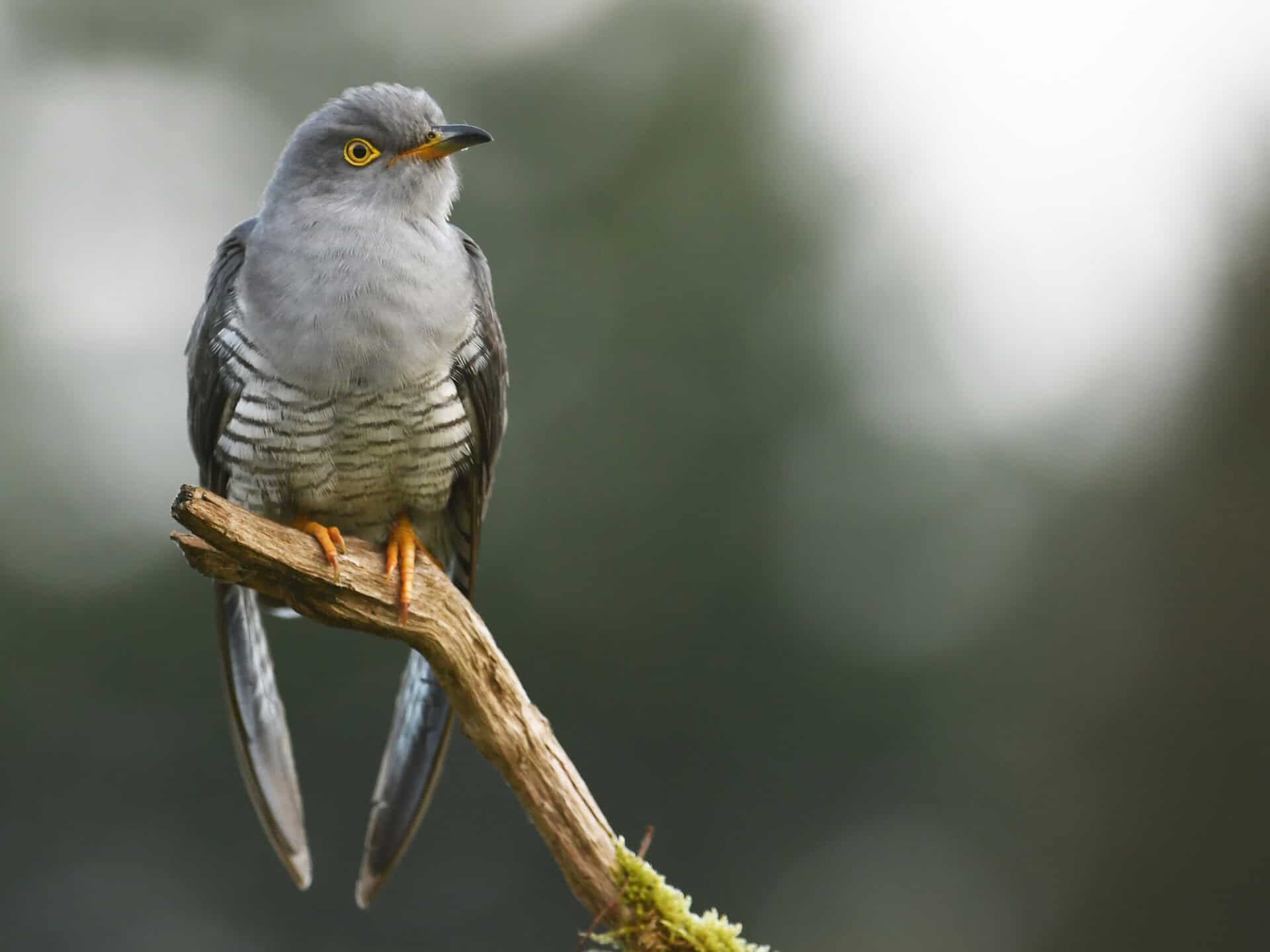 Cuckoo Bird Spirit Animal: What It Reveals About You Cricket close-up on a neutral background, highlighting detailed features.