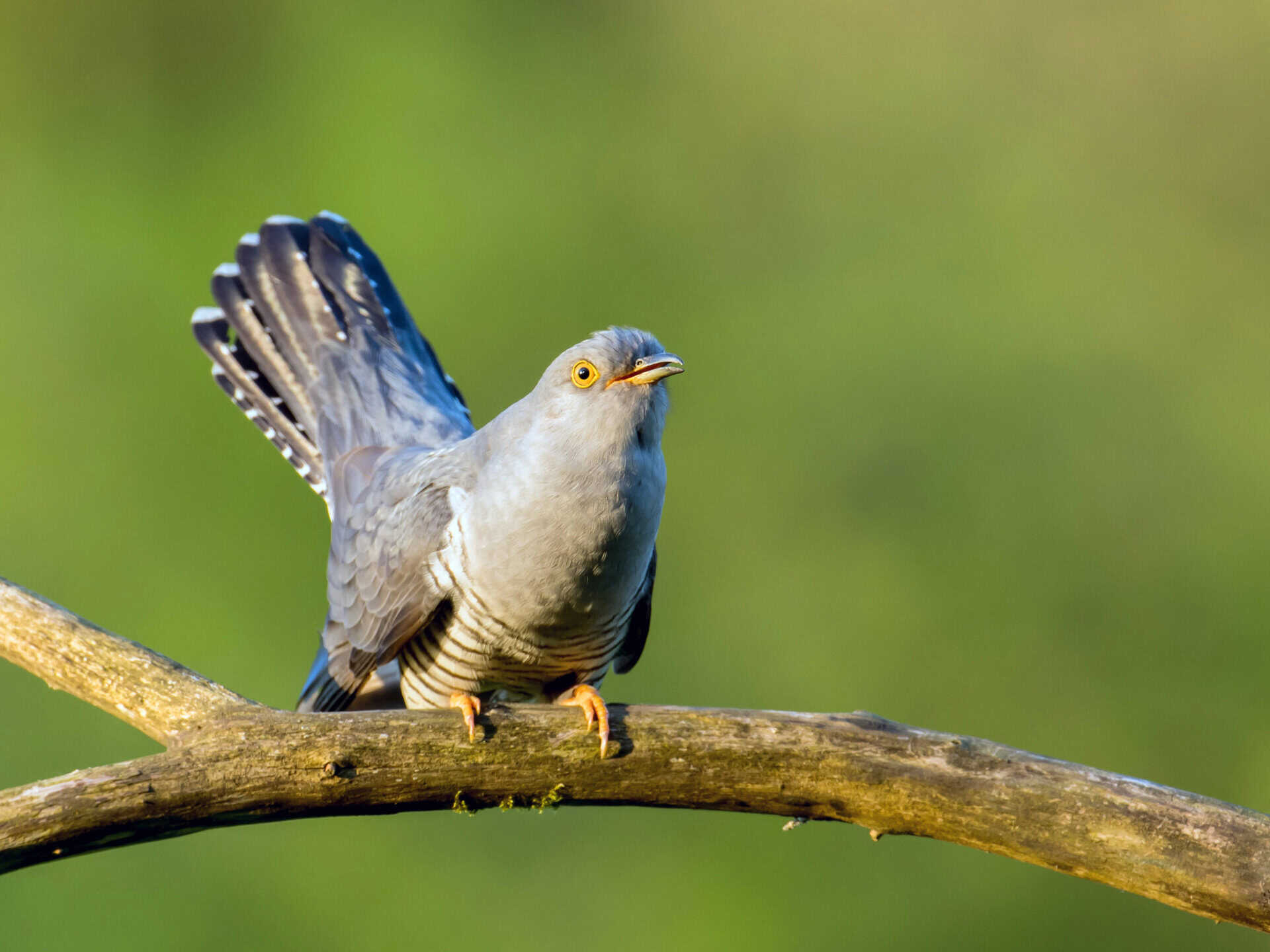 Cuckoo Bird Spirit Animal: What It Reveals About You Bird perched on a branch, displaying detailed feathers and alert eyes.