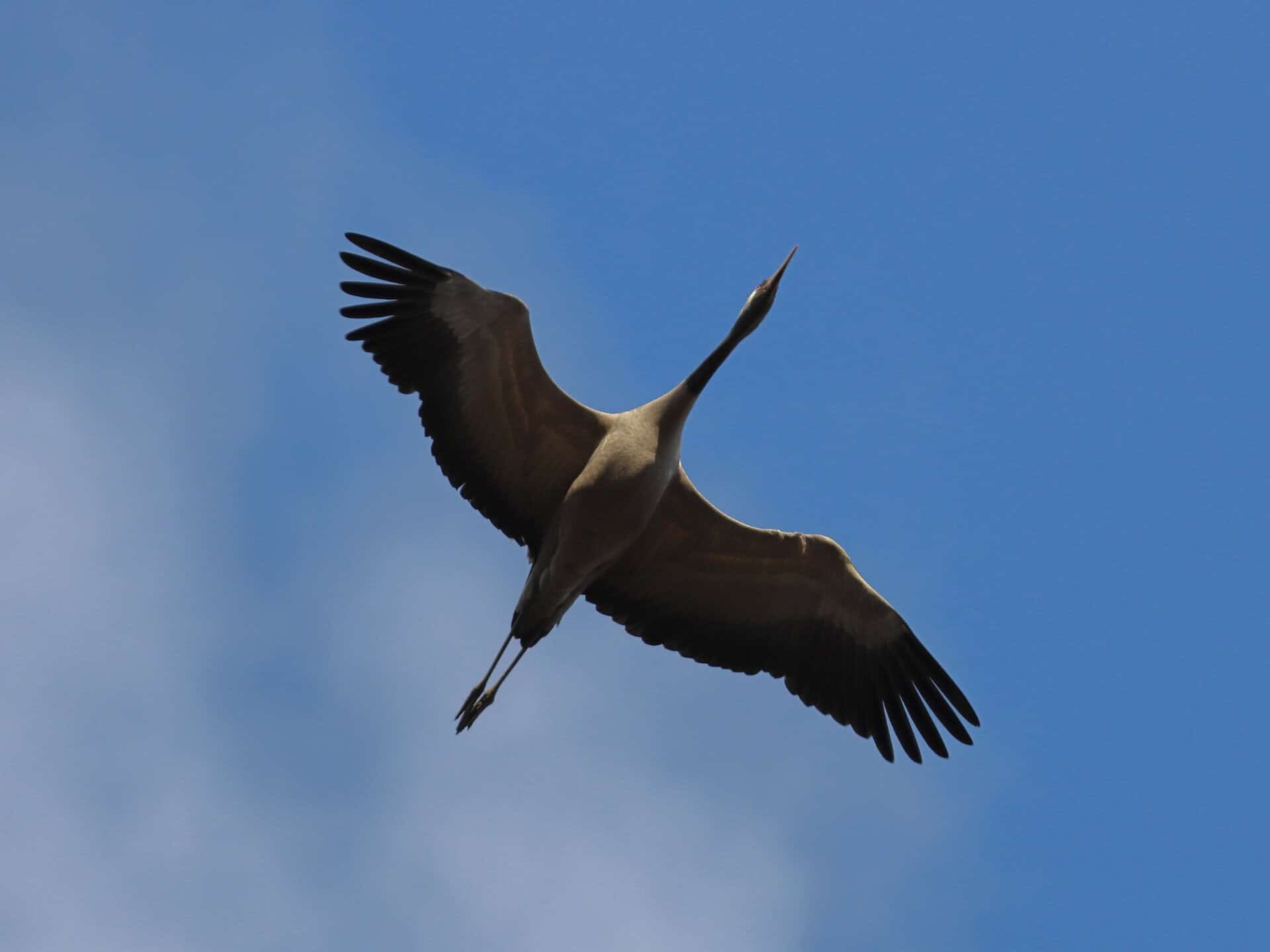Angel heron soaring in the sky with wings spread wide.