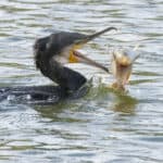 Cormorant catching fish in the water.