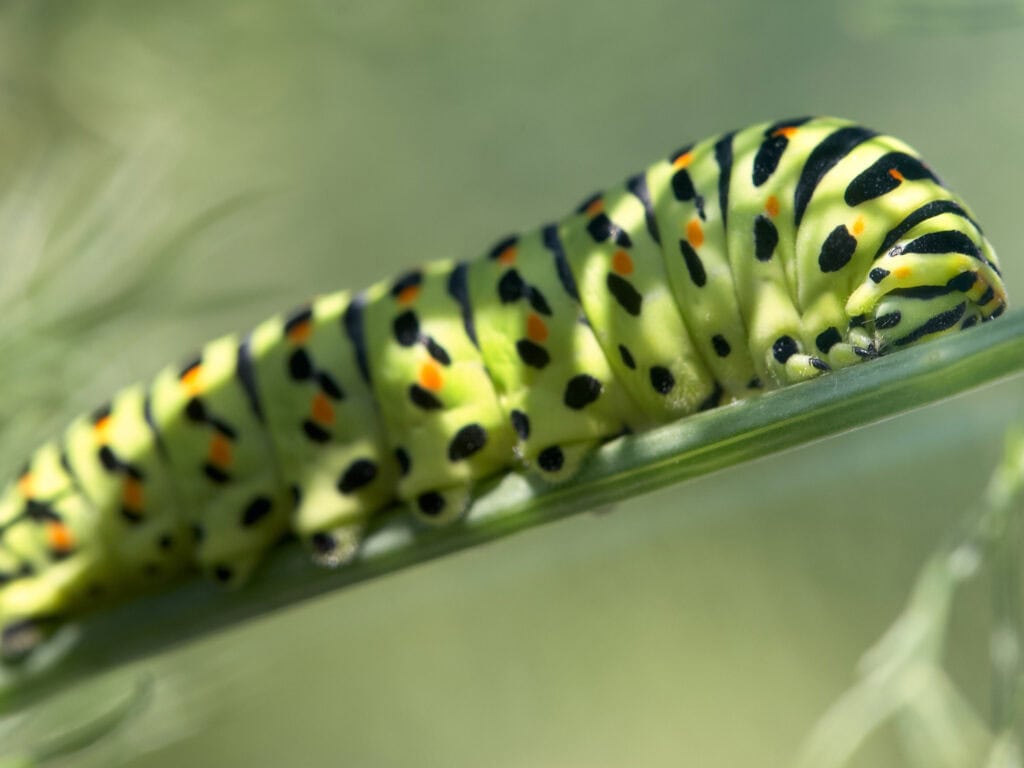 Caterpillar with yellow, black, and white markings on a green leaf.