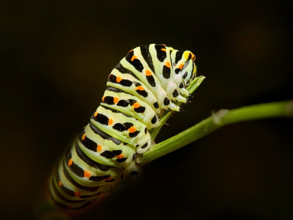 Close-up of a colorful caterpillar on a green plant stem.