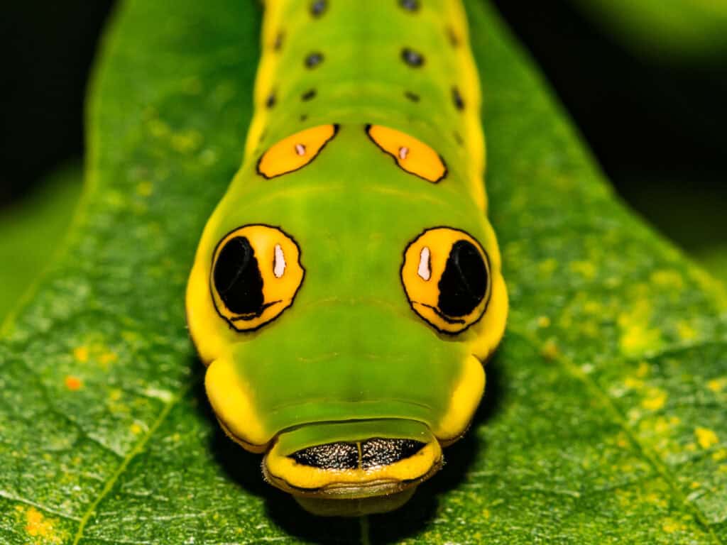 Close-up of a vibrant green caterpillar with yellow and black markings on a leaf.