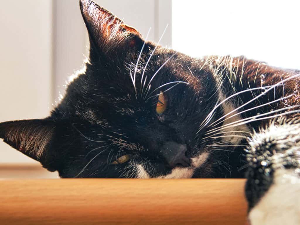Cat Spirit Animal: What It Reveals About You Black and white cat lying peacefully on a wooden surface.