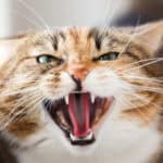 Close-up of a cat with bared teeth and fierce expression, showing sharp fangs.
