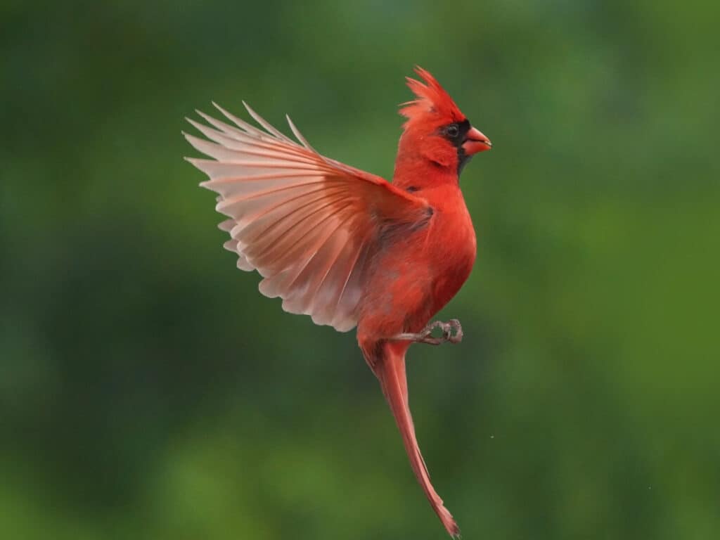 Cardinal Spirit Animal Meaning Close-up of a red cardinal bird perched on a small branch, with detailed feathers and a vivid background emphasizing its striking appearance.