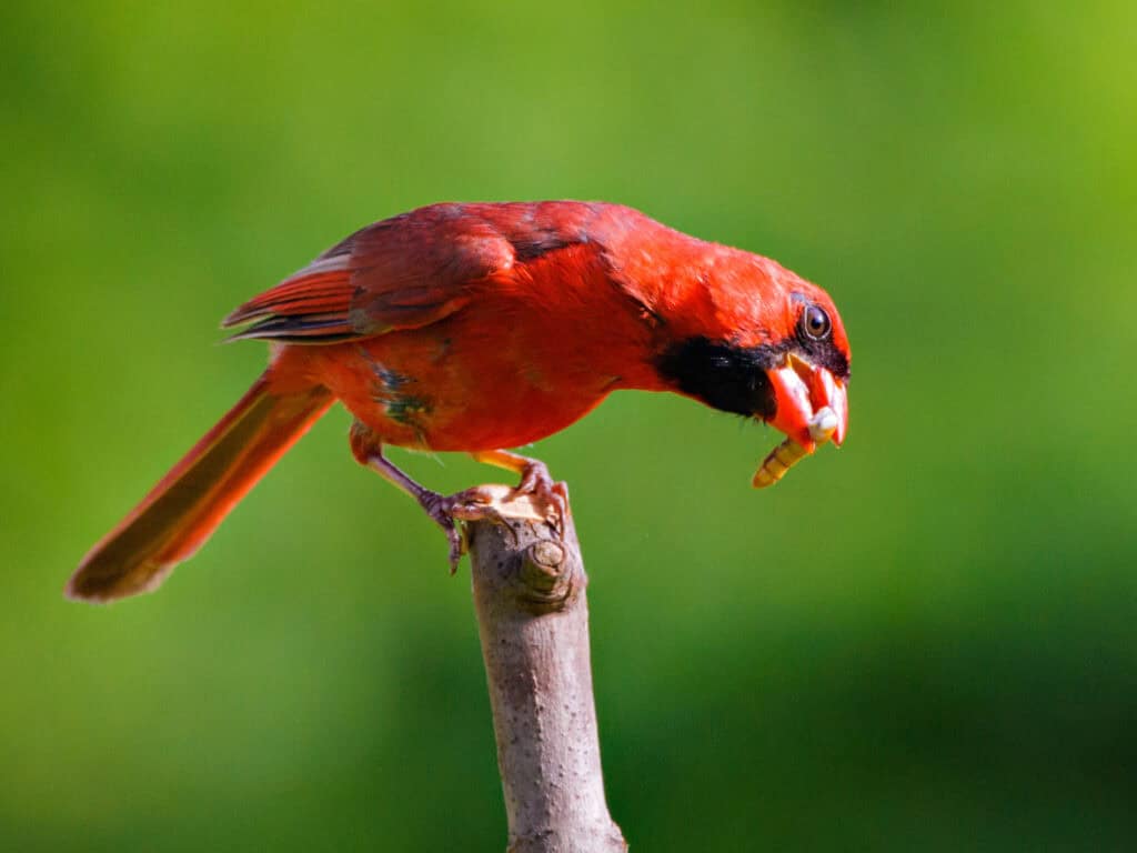 Cardinal Spirit Animal Meaning This image features a bright yellow bird perched on a tree branch with budding leaves, symbolizing renewal, hope, and spiritual awakening.