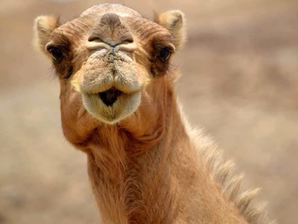 Camel Spirit Animal: What It Reveals About You A group of three camels walking in a desert landscape, with mountains and clouds in the distance.