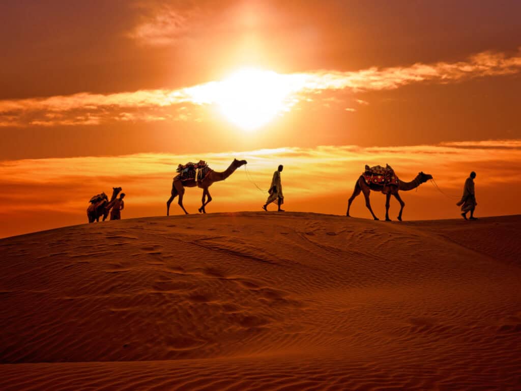 Camel Spirit Animal: What It Reveals About You Camel caravan crossing desert at sunset with vibrant sky.