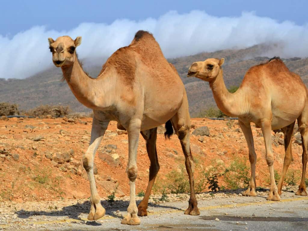 Camel Spirit Animal: What It Reveals About You Camel caravan crossing desert at sunset with vibrant sky.