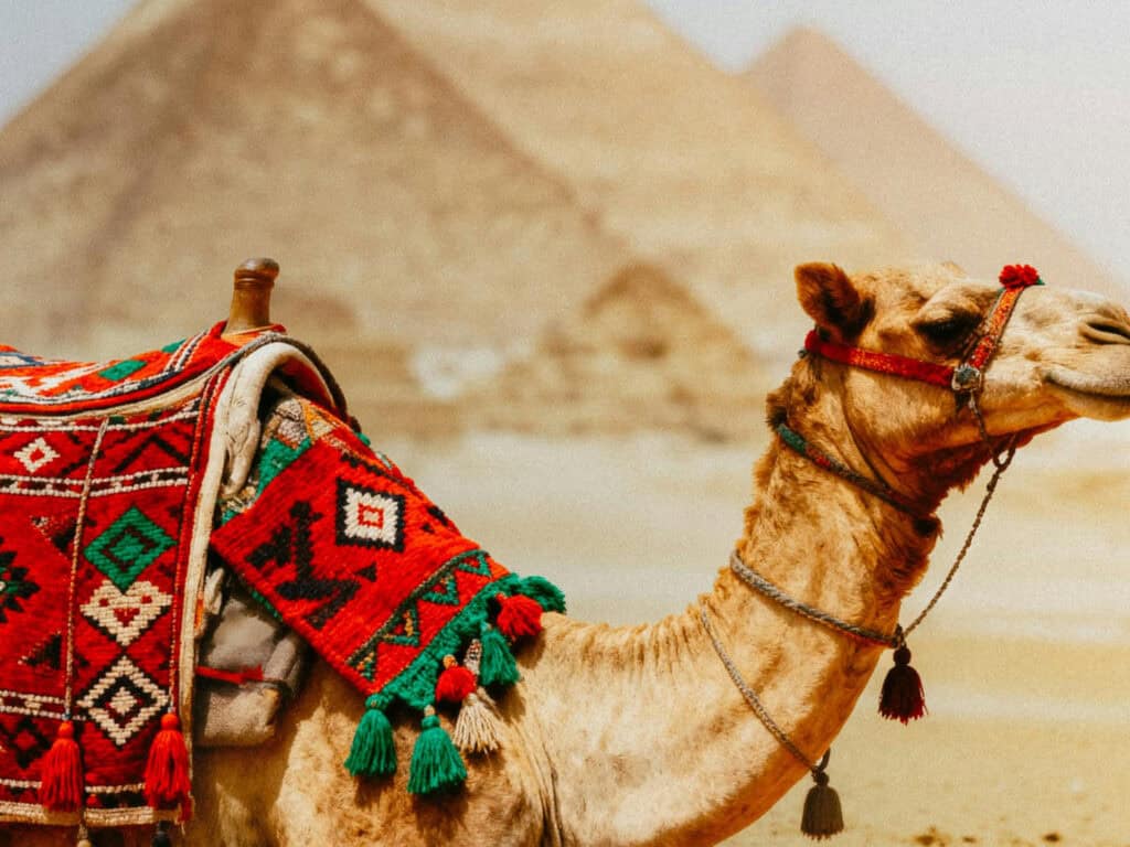 Camel Spirit Animal: What It Reveals About You Camel in desert with pyramids in background, Egypt.