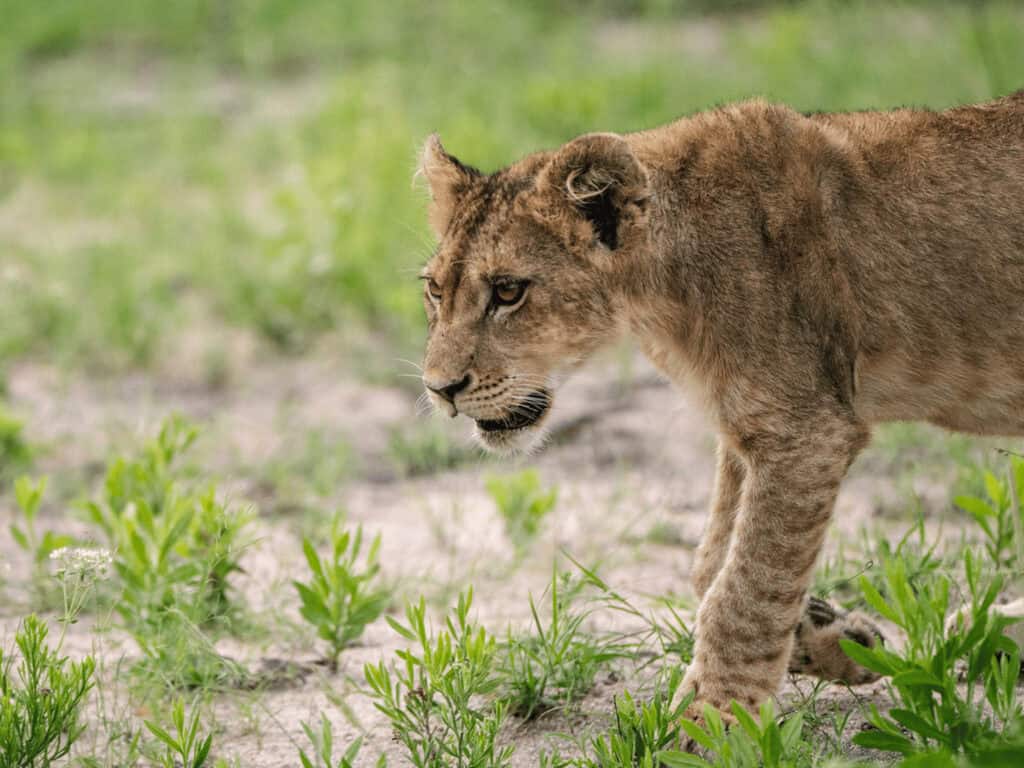 How to Plan a Visit to Ngorongoro Crater? My Personal Safari Experience A young lion cub walking through green grass in Ngorongoro Crater, Tanzania, during an unforgettable African safari.