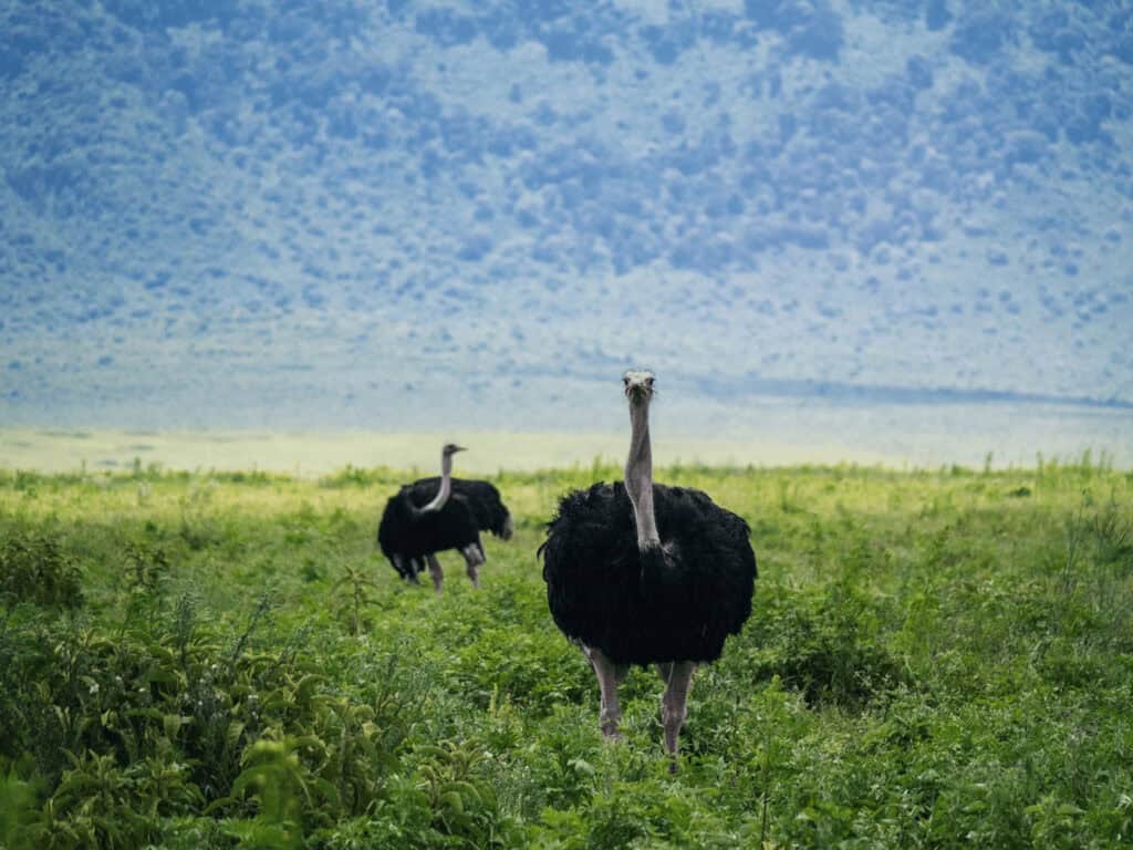 How to Plan a Visit to Ngorongoro Crater? My Personal Safari Experience Two ostriches roaming the lush grasslands of Ngorongoro Crater, Tanzania, with the crater's scenic landscape in the background.