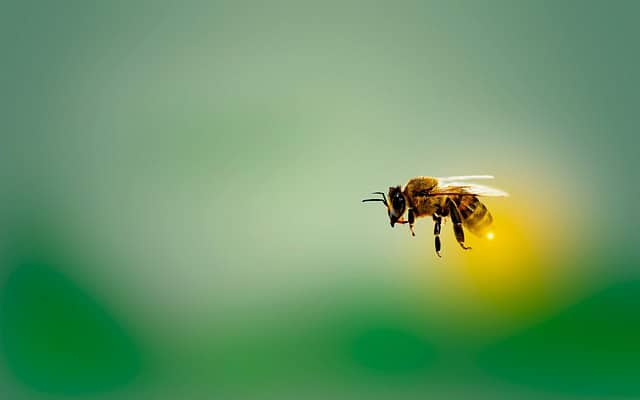 flying-bee