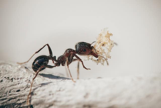 10 Spiritual Meanings of Finding Black Ants in Your House (You Shouldn’t Ignore)