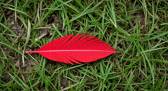 12 Hidden Spiritual Messages Behind Finding a Cardinal Feather