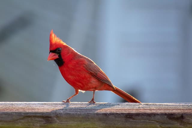 red-cardinal