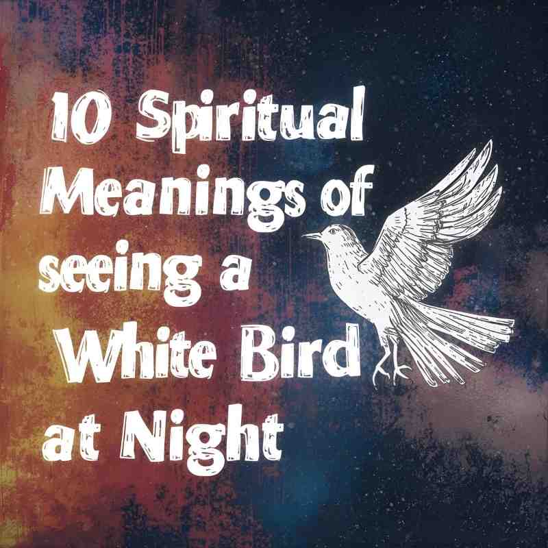 10 Spiritual Meanings of Seeing a White Bird at Night (A Rare Message)
