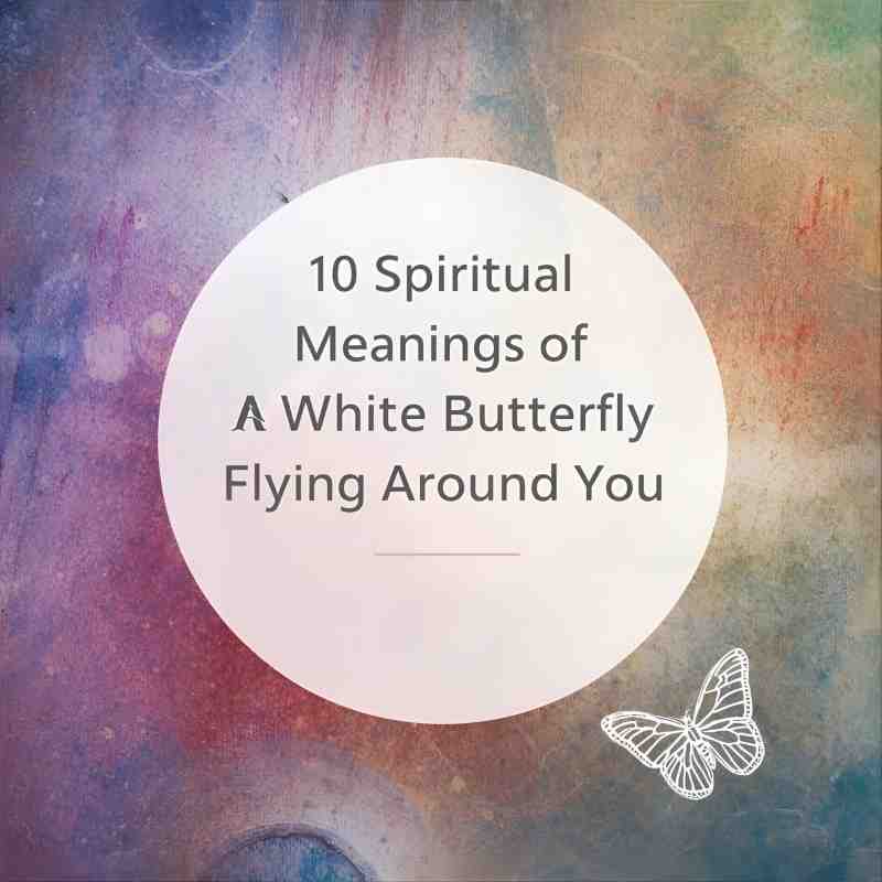 What Does It Mean When a White Butterfly Circles You – 10 Spiritual Meanings of Hope and Healing