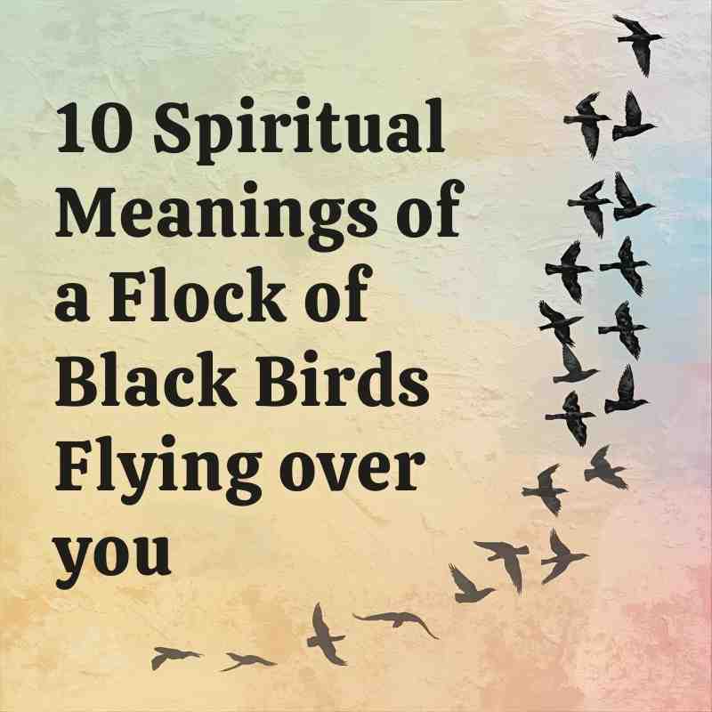 10 Powerful Spiritual Meanings of a Flock of Black Birds Flying Over You