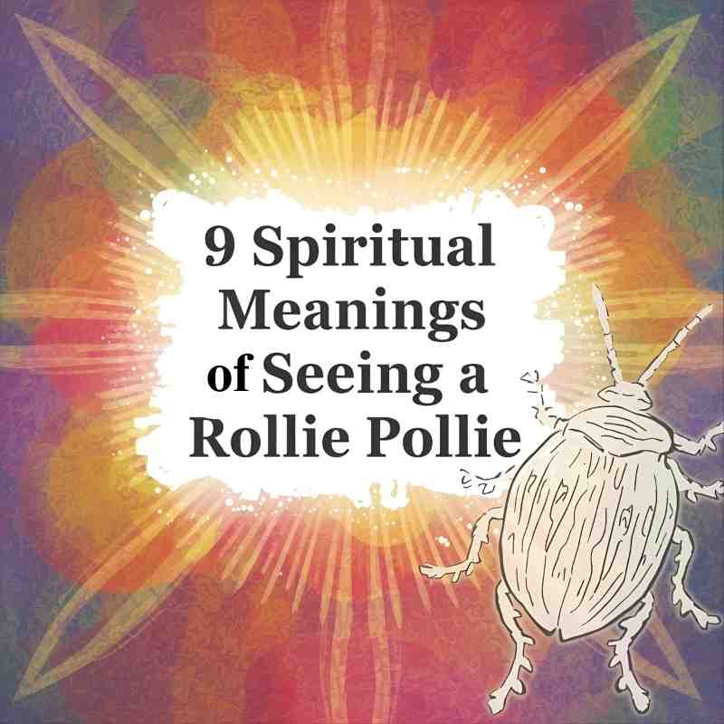 9 Spiritual Meanings of Seeing a Rollie Pollie (Protection, Renewal, and Hidden Wisdom)