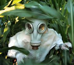 GMO