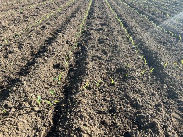 Young crop seedlings growing in fertile soil in a farm field.