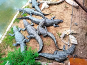 Le Pal pretpark dierenpark alligatoroark