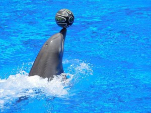 Dolfinarium Harderwijk