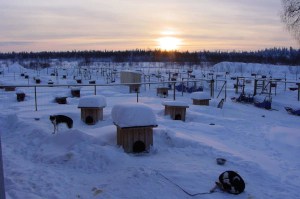 huskytocht Lapland  husky safari Lapland vakantie