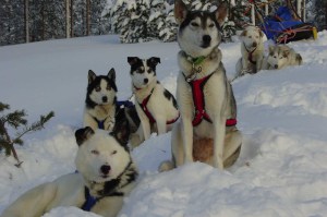 huskytocht Lapland  husky safari Lapland vakantie