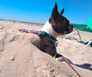 Hond, strand, warm weer. Gevaar voor oververhitting en ernstige problemen