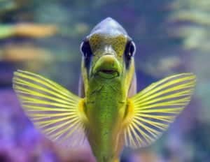 Lanzarote Aquarium Costa Teguise de moeite waard?