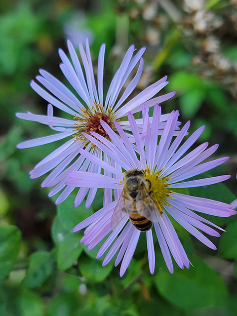 omnhffi66eznu3evo72d