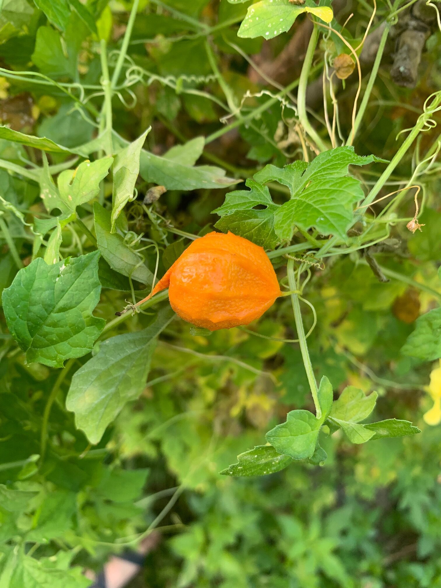 The Fall Nuisance: Balsam Apple - Sanibel-Captiva Conservation Foundation, image size:1512x2016