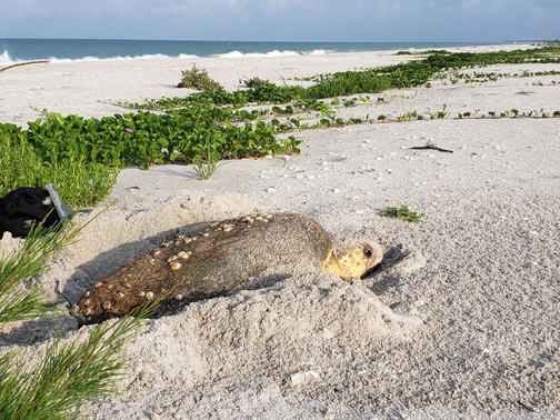 y4wwdlysbu1weh8tevfs